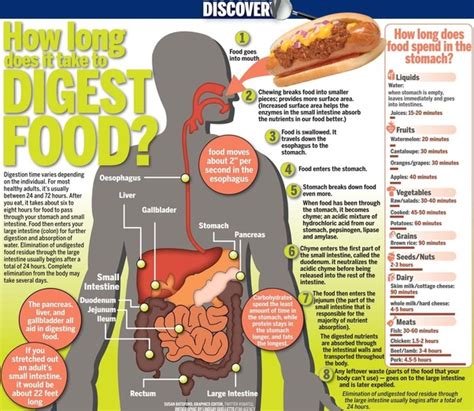 Image result for How Does Food Get Digested