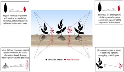 Functional Segregation of Resource Utilization Strategies between ...