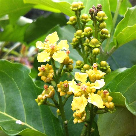 Green Paradise Peanut Butter Fruit Plant Bunchosia argentea Live Plant ...