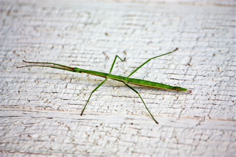 Walking Stick Bug Flying - loneely hike