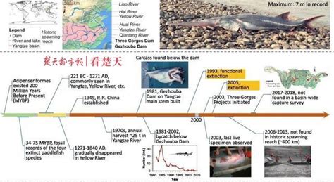 痛心：长江白鲟被宣布灭绝，谁将是下一个？| 生物多样性丧失- 中国生物多样性保护与绿色发展基金会