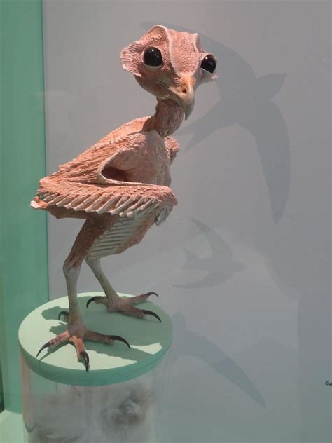 This is what owls look like without feather : r/Ornithology