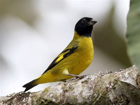 Olivaceous Siskin - eBird