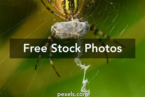 Image result for Science Lab Report On Spider