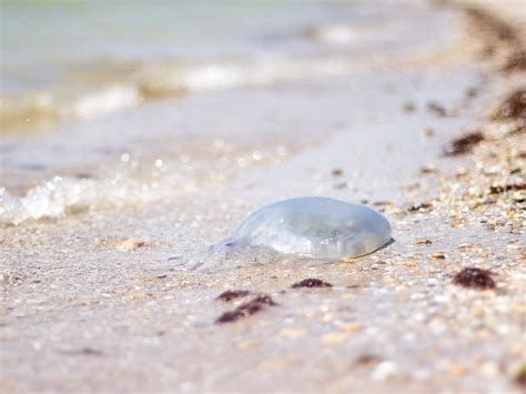Poisonous creatures washed up on the beach. They resemble eyeballs