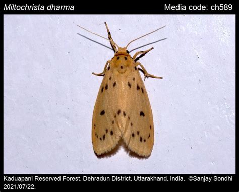 Miltochrista dharma (Moore, 1879) - | Moths