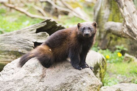 Were Do Wolverines Live