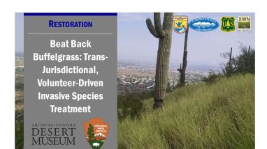 Beat Back Buffelgrass: Trans-jurisdictional, Volunteer-Driven Invasive ...