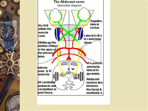 Cranial nerve palsies | PPT