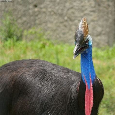 Ikan Pari: Klasifikasi, Jenis, dan Fakta Unik - Kerajaan Biologi