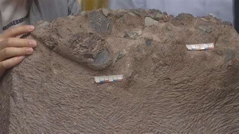 发现恐龙足迹两年后 福建上杭首次发现恐龙蛋化石-侨报网