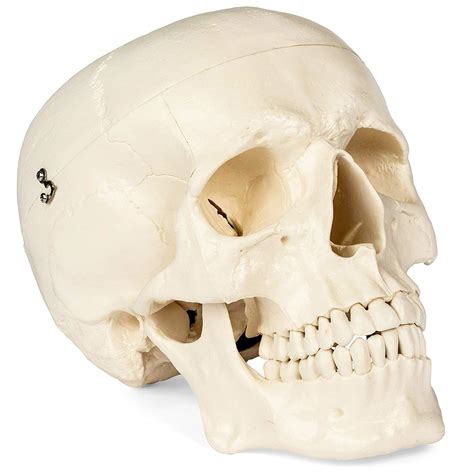 Buy Medical Anatomical Skull Model - 1:1 Life Size Replica Anatomy ...