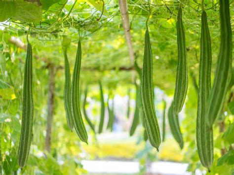 The Ultimate Guide to Growing Luffa: From Seed to Sustainable Sponge