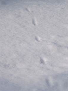 marderspuren im schnee meine heimat mein kleines gartenparadies spuren im schnee marderspuren im schnee meine heimat mein kleines gartenparadies spuren im schnee