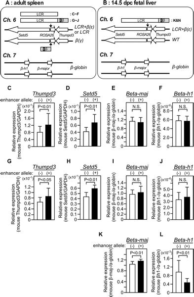 Image result for Locus Control Region Gene Expression