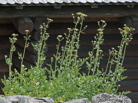 Levisticum officinale