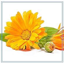 Aroma Treasures Tea Tree Face Wash wash for acne and pimples | oil ...