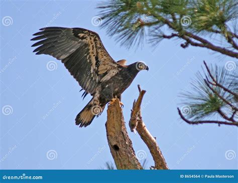 Juvenile bald eagle stock photo. Image of animal, young - 8654564