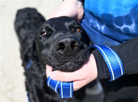 Muncie animal rescue fund – Shoot For Good Muncie