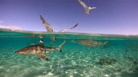 Image result for Shark vs Python