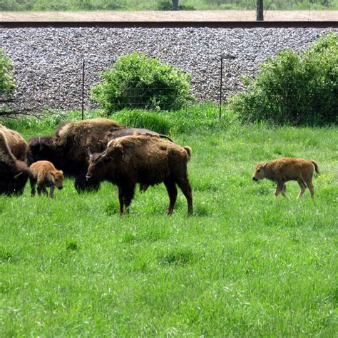 LESTER'S BISON FARM (2026) All You Need to Know BEFORE You Go (with ...