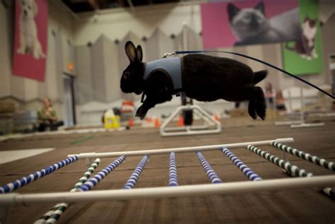 Rabbit Training 的图像结果