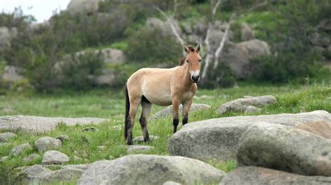 Wild Przewalski Horses in Natural Habitat in The Geography of Mongolia 26460717 Stock Video at ...