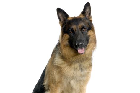 Berger Allemand 的图像结果