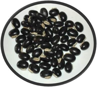 Home - ICAR - IIHR Seed Portal