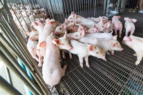 Bacteria resistant to 'last resort' antibiotic isolated from swine farm