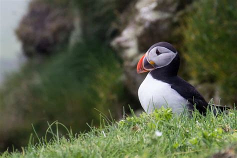 Where To See Puffins in Newfoundland, Canada - Travel Bliss Now