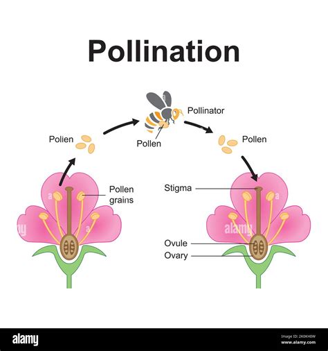 Pollination Importance 的图像结果