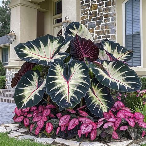Discover the Most Beautiful Big Leaf Caladiums You Can Grow - Pngland.com