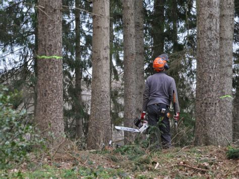 How to Fell a Tree Direction 的图像结果