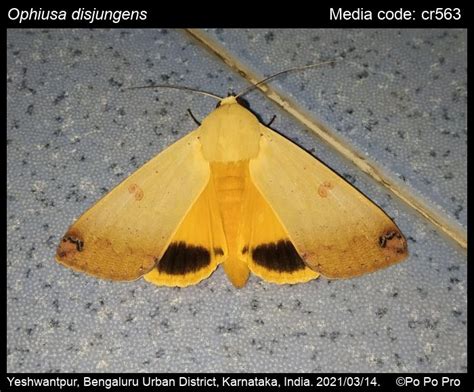 Ophiusa disjungens (Walker, 1858) - | Moths