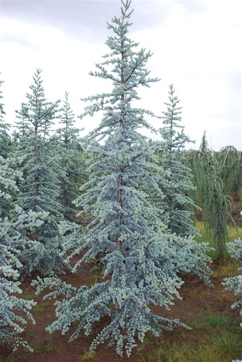 Cedrus atlantica 'Glauca': Blue atlas cedar, Hardy from zone 6-9 Height ...