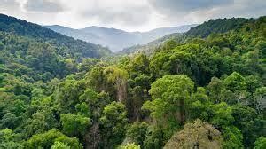 make a line graph to show the number of planted trees in last 6 year ...