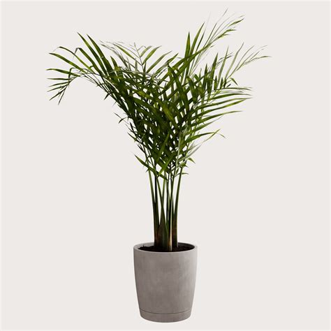 Majesty Palm | Indoor Plants models | BlenderKit