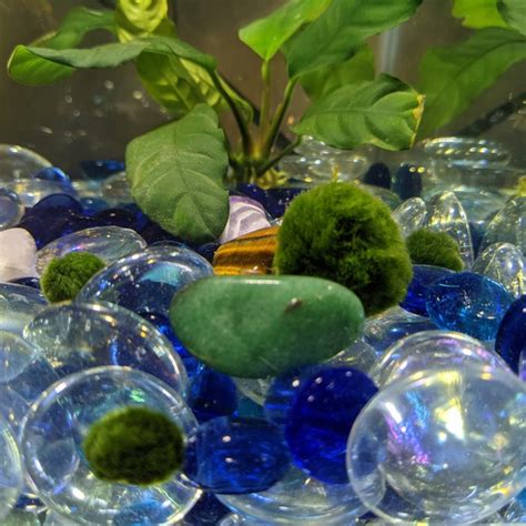 Image result for Java Moss Ball