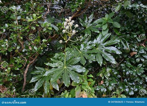 Japanese Aralia (Fascia Japonica) Flowers. Araliaceae Evergreen Shrub ...