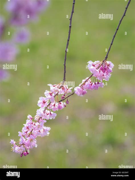 Weeping Cherry blossoms at Kitakata, Fukushima Stock Photo - Alamy