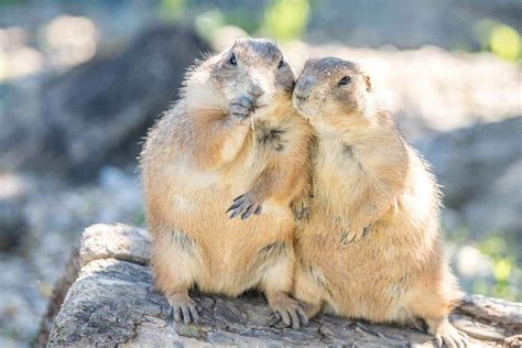 Image result for Domesticated Prairie Dogs
