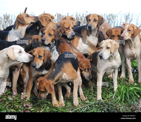 Why Is It Called A Pack Of Dogs at Pamela Beeler blog