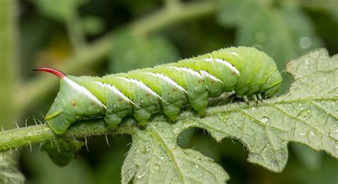 How to Get Rid of Tomato Hornworms Naturally | Leafy Zen