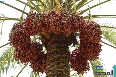 في الشرقية .. 4 ملايين نخلة تنتج أكثر من مليوني طن من الرطب والتمور ...