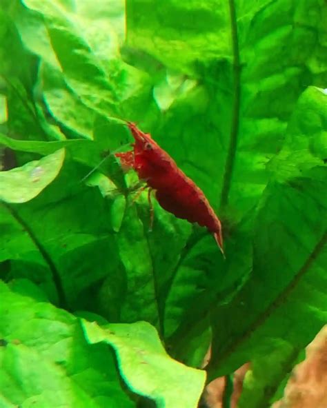 Pregnant Cherry Shrimp Stages:Stages, Care, And What To Do | Oceanbitez