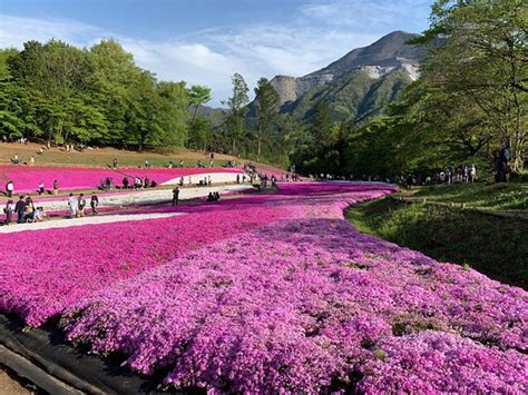Hitsujiyama Park (Chichibu) - 2019 What to Know Before You Go (with ...