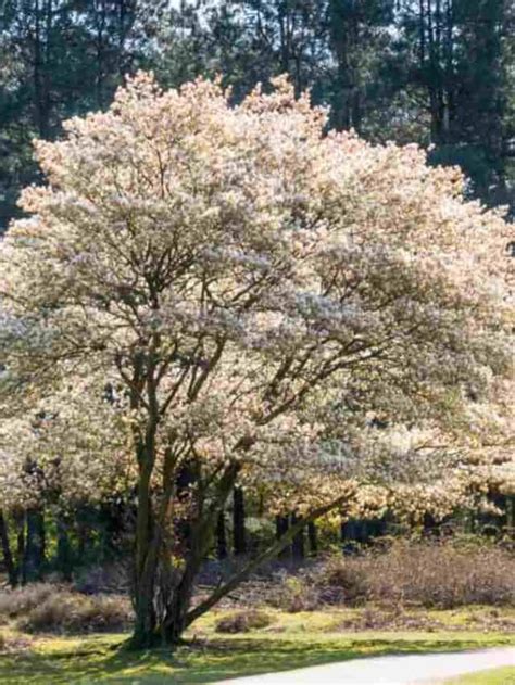 Image result for Serviceberry Tree Varieties