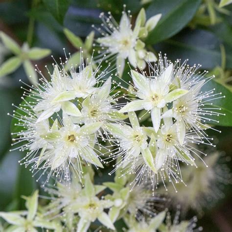 Explore a photo gallery of white flowering Australian native plants to ...