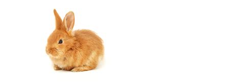 Jk Feeds. Manufacturers of Cattle feeds, Poultry Feeds, Goat feeds, and ...